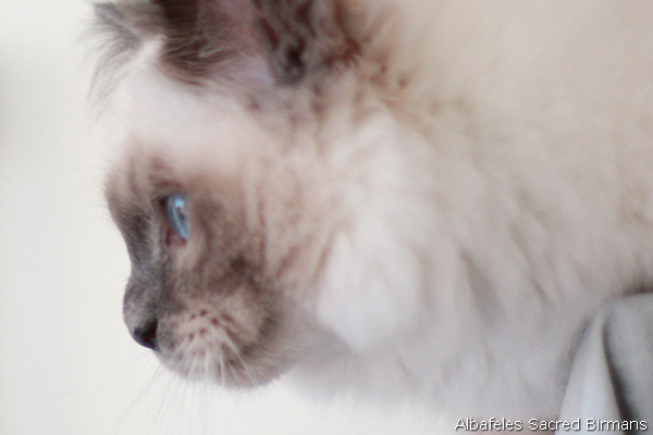 nausicaa, seal-tabby point