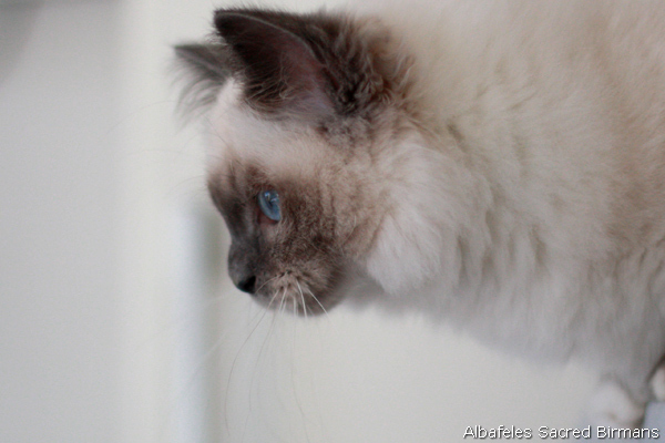 nausicaa, seal-tabby point