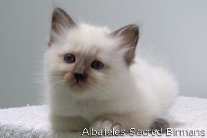 Albafeles Sacred Birmans - Morphology