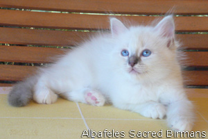 Birman kittens