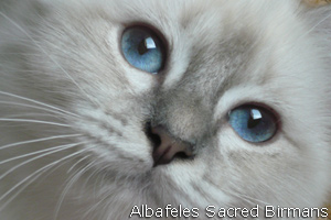 Birman kittens