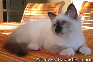Albafeles Odyssea, seal-point