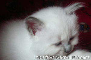 pictures of Ninfea and kittens