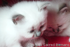 pictures of Ninfea and kittens