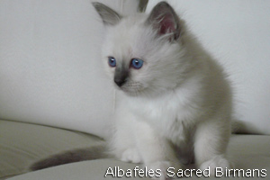 pictures of kittens