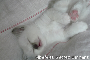 pictures of Ninfea and kittens