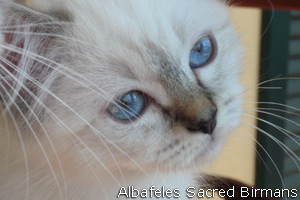 Birman kittens