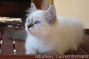 Birman kittens