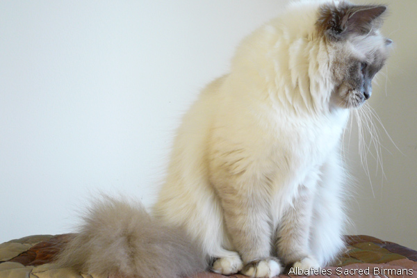 sacred birman Albafeles