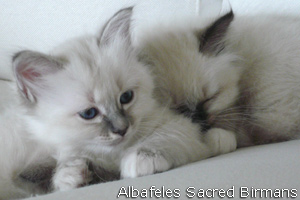pictures of kittens