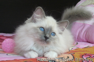 Original Blue, blue-point