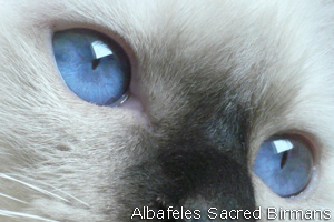 Sacred Birman Kittens
