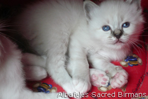 pictures of Ninfea and kittens