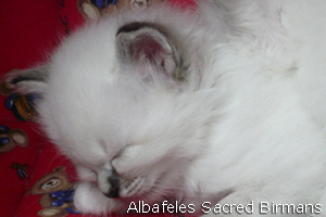 pictures of Ninfea and kittens