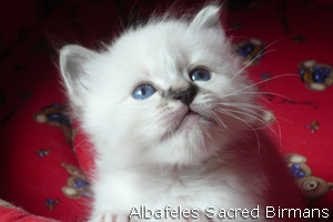 pictures of Ninfea and kittens
