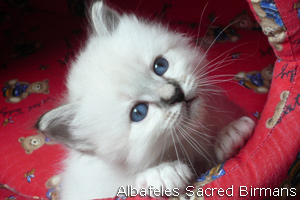 pictures of Ninfea and kittens