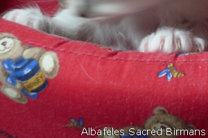 pictures of Ninfea and kittens