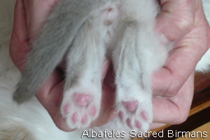 pictures of Ninfea and kittens