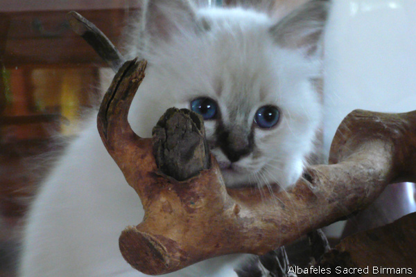 sacred birmans