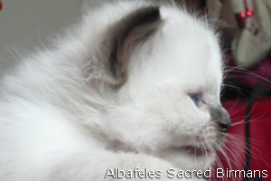 pictures of Ninfea and kittens
