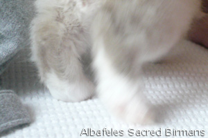 pictures of Ninfea and kittens
