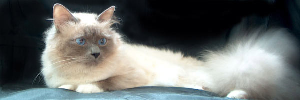 photo of cat Frodo Baggins
