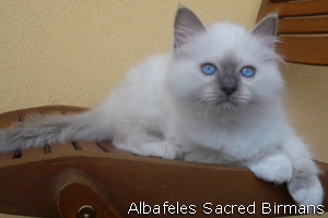 pictures of kittens