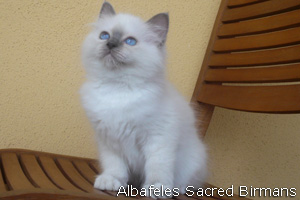 Birman kittens