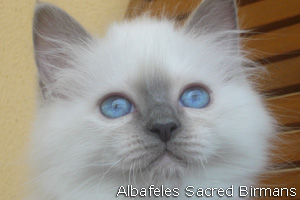 Birman kittens