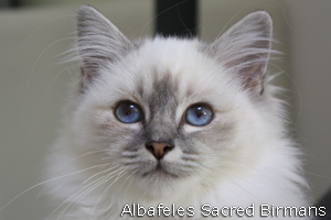 Priscilla, blue-point