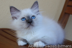 Birman kittens