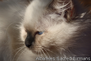 Birman kittens