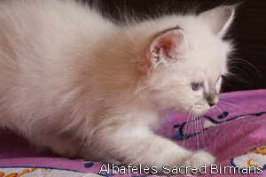 Albafeles kittens