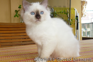 Phoebe, chocolate-point