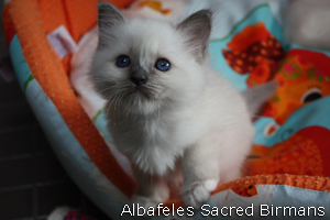 Birman kittens