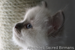 Birman kittens