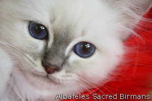 Birman kittens