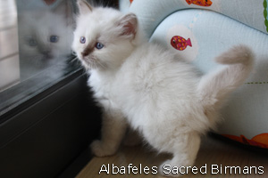 picture: Minosse lilac-tabby-point