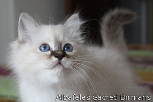 Birman kittens