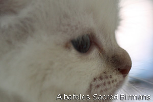 picture: Minosse lilac-tabby-point
