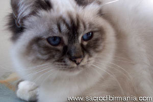 Iside, seal-tabby-point