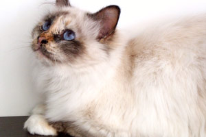 seal-tortie-point