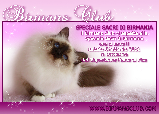 Special Sacred Birmans