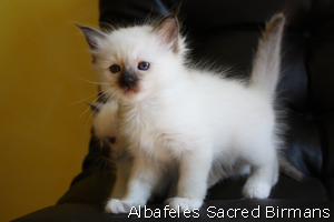 kittens