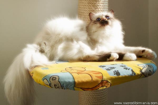 Luna, seal-tortie-point