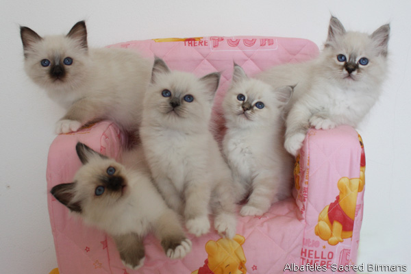 Birman kittens