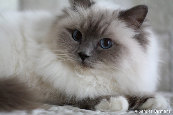Birman picture
