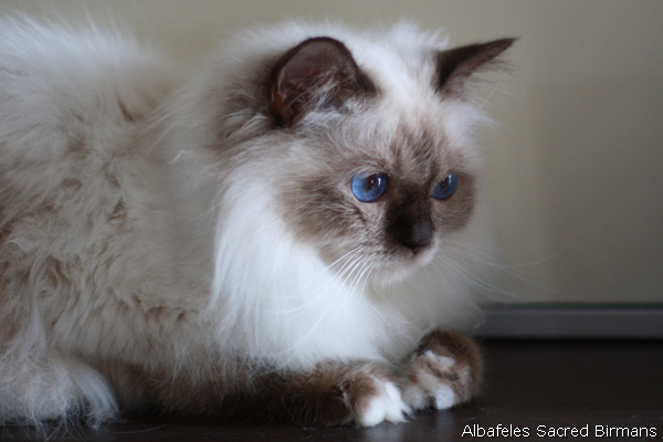 Birman picture