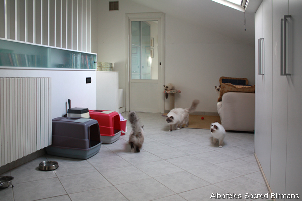 Birman cattery
