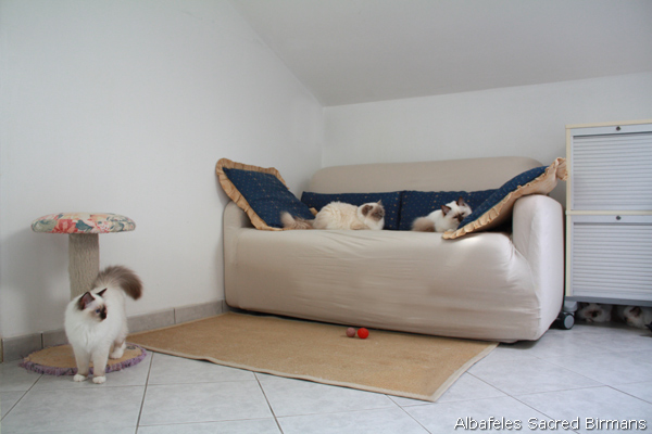 Birman cattery